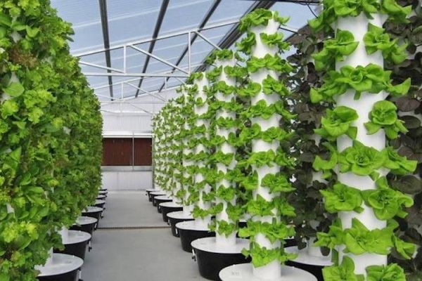 Gabfrsh Gabon, Culture horos sol